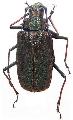 Scatopyrodes tenuicornis marginatus