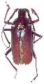 Scatopyrodes longiceps