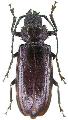 Aplagiognathus spinosus