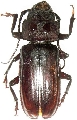 Mallodon dasystomus 