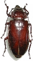 Mallodon downesi