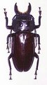 Mallodon spinibarbis
