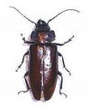 Mallodon spinibarbis