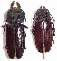 Mallodon spinibarbis