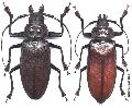 Olethrius scabripennis