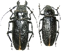 Physopleurus longiscapus