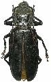 Physopleurus rugosus