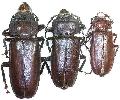 Mallodon spinibarbis