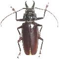 Stenodontes exsertus
