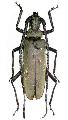 Aegosoma hainanense