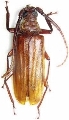 Aegosoma katsurai
