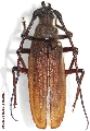 Aegosoma scabricorne