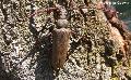 Aegosoma scabricorne