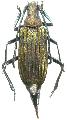 Cyanolipton metallicum