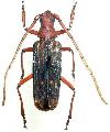 Nepiodes costipennis multicarinatus