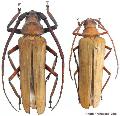 Spinimegopis malasiaca