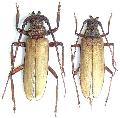 Spinimegopis nipponica