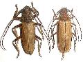 Spinimegopis nipponica