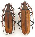 Aegosoma giganteum