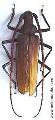 Aegosoma giganteum