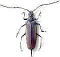 Aegosoma hainanense
