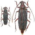 Nepiodes costipennis multicarinatus