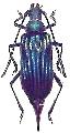 Cyanolipton metallicum