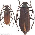 Megopis mutica