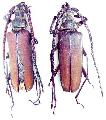 Aegosoma ornaticolle