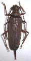 Aegosoma sinicum sinicum