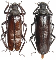 Spinimegopis delahayei 
