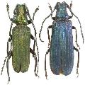 Vietetropis viridis