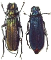 Vietetropis viridis