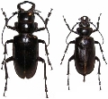 Notophysis johnstoni