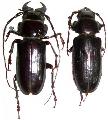 Notophysis laevis