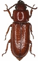 Neandra brunnea