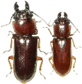 Caledonandra austrocaledonica