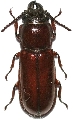 Neandra brunnea