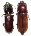 Komiyandra janus