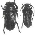 Platygnathus sechellarum