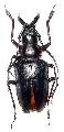 Dorysthenes (Baladeva) walkeri