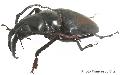 Dorysthenes (Baladeva) walkeri