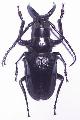 Dorysthenes (Baladeva) walkeri
