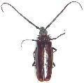 Derobrachus longicornis