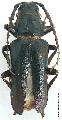 Dorysthenes (Cyrtognathus) paradoxus