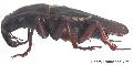 Dorysthenes (Cyrtognathus) paradoxus