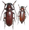 Dorysthenes (Lophosternus) angulicollis