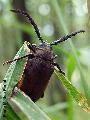 Prionus (s. str.) coriarius