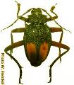 Apterocaulus heterogama durnfordi