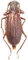 Neosarmydus costipennis